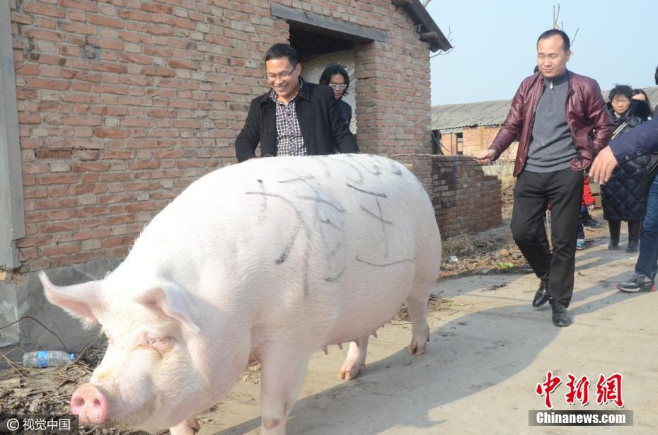 Behind China’s ‘Pork Miracle’
