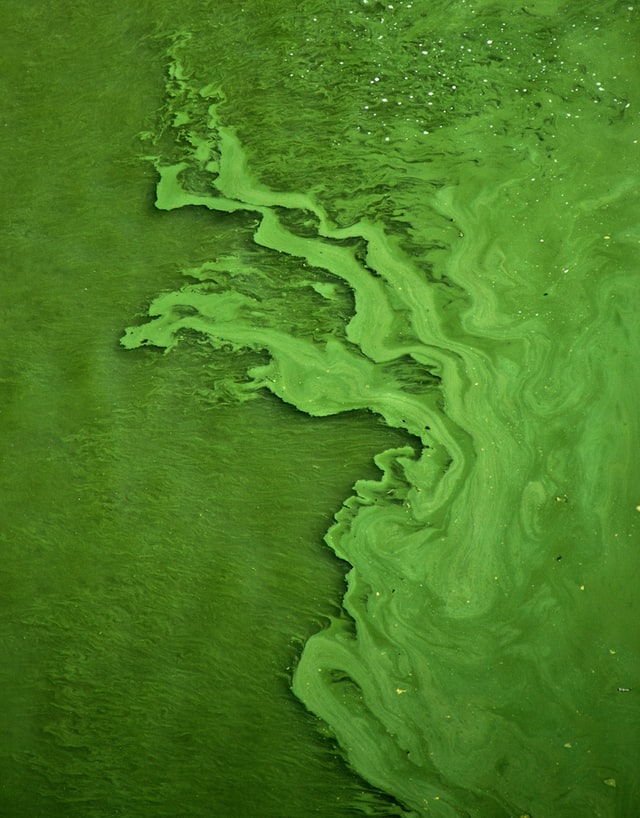 Algae Grown by an Artificial Intelligence Could Broduce ‘Clean’ Fuel for Jets