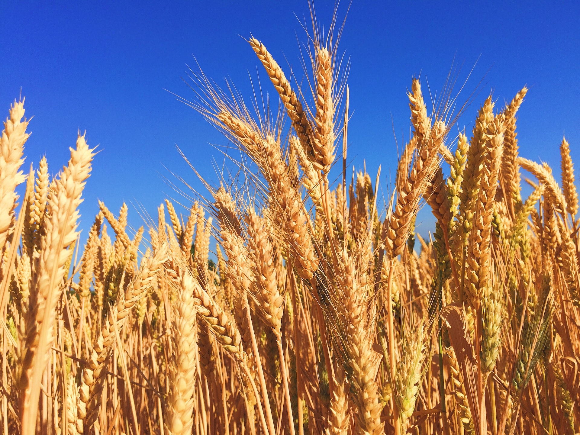 ‘Holy grail’ Wheat Gene Discovery Could Feed Our Overheated World