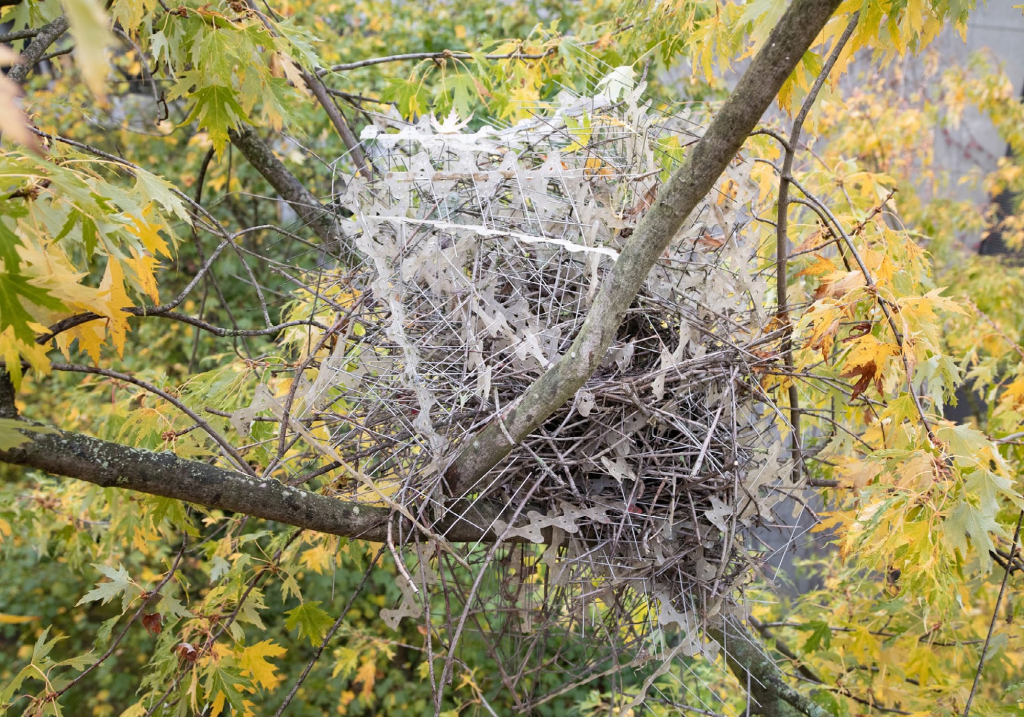 Crows and Magpies Are Building Nests with Anti-Bird Spikes